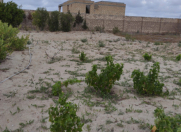 Satılır 10 sot torpaq Pirşağı