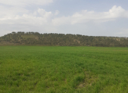 Satılır 500 sot torpaq Şabran