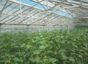 Satılır 14 sot torpaq Zirə