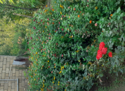 Satılır 3 otaqlı 70 m2 həyət evi Quba