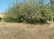 Satılır 5 sot torpaq Saray