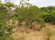 Satılır 12 sot torpaq Sumqayıt