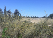 Satılır 6 sot torpaq Bilgəh