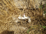 Satılır 4 sot torpaq Binə