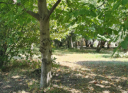 Satılır 53 sot torpaq Qəbələ