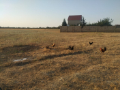 Satılır 5 sot torpaq Xaçmaz