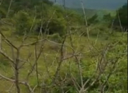 Satılır 35 sot torpaq İsmayıllı