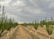 Satılır 200 sot torpaq Göyçay