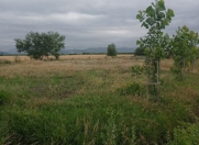 Satılır 11 sot torpaq Quba