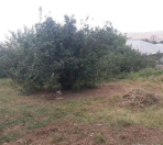 Satılır 10 sot torpaq Şamaxı