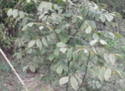 Satılır 400 sot torpaq Göyçay