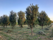 Satılır 40 sot torpaq Göyçay