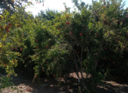 Satılır 6 sot torpaq Mehdiabad