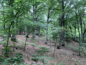 Satılır 500 sot torpaq Qusar