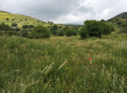 Satılır 2 sot torpaq Y.Suraxanı