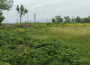 Satılır 30 sot torpaq Qəbələ