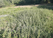 Satılır 12 sot torpaq Quba