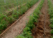 Satılır 17000 sot torpaq Xaçmaz