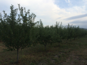 Satılır 46 sot torpaq Quba