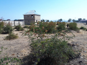 Satılır 6 sot torpaq Oğuz