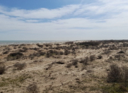 Satılır 5000 sot torpaq Neftçala