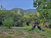 Satılır 60 sot torpaq Qəbələ