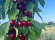 Satılır 270 sot torpaq Xaçmaz