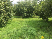 Satılır 31 sot torpaq Qəbələ