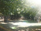 Satılır 10 sot torpaq Qəbələ