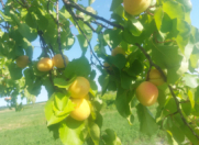 Satılır 115 sot torpaq Xaçmaz