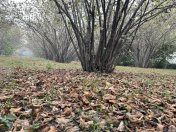 Satılır 40 sot torpaq Zaqatala