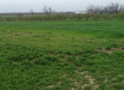 Satılır 150 sot torpaq Xaçmaz