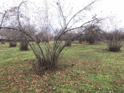 Satılır 250 sot torpaq Qəbələ