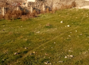 Satılır 7 sot torpaq Qala