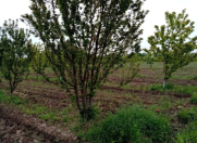 Satılır 35 sot torpaq Xaçmaz