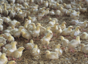 Satılır 9 otaqlı 22500 m2 obyekt Türkan