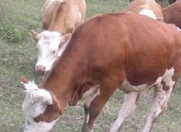 Satılır 10 otaqlı 4000 m2 obyekt Məhəmmədli