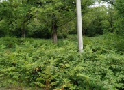 Satılır 1000 sot torpaq Qəbələ