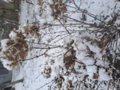 İcarəyə verilir 3 otaqlı 100 m2 həyət evi Qax