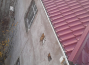 Satılır 3 otaqlı 0.5 m2 həyət evi Biləcəri
