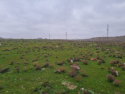 Satılır 35 sot torpaq Saray