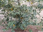 Satılır 3 otaqlı 90 m2 köhnə tikili 6 mkr