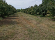 Satılır 1 sot torpaq Qusar