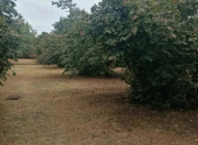 Satılır 16 sot torpaq Oğuz