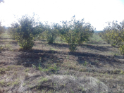 Satılır 219 sot torpaq Xaçmaz