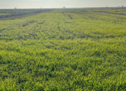 Satılır 4800 sot torpaq Salyan