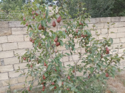 Satılır 3 otaqlı 80 m2 bağ evi Xaçmaz