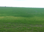 Satılır 20000 sot torpaq Neftçala