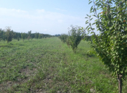 Satılır 1.08 sot torpaq Xaçmaz