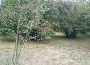 Satılır 0 sot torpaq Qəbələ